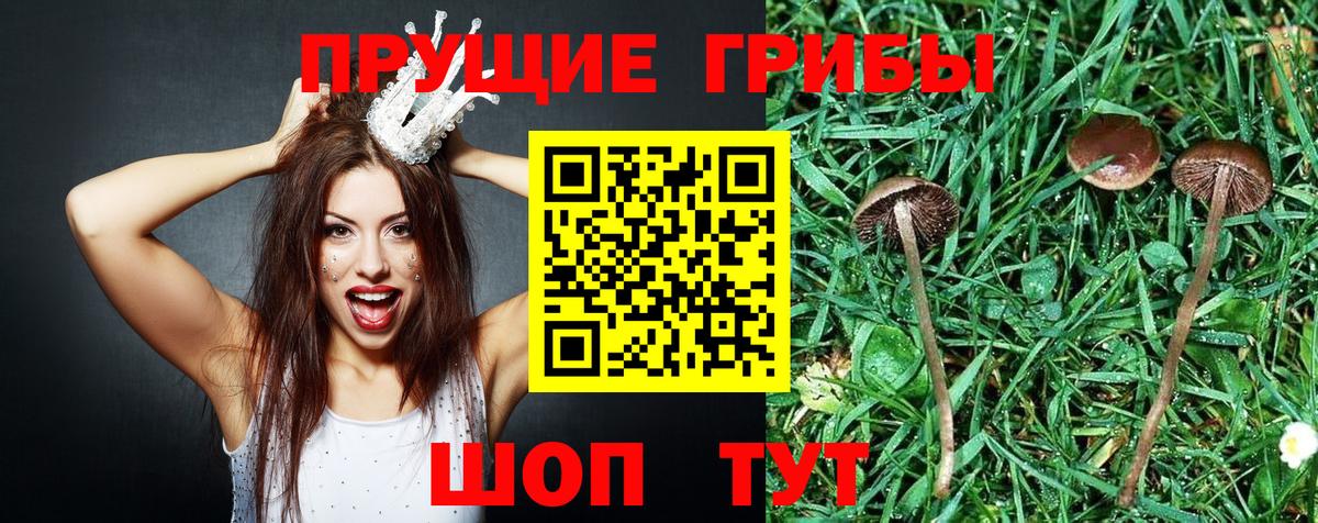 Дербент  Псилоцибиновые грибы MAGIC MUSHROOMS  Вход с VPN  Галлюциногенные грибы мицелий 